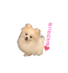 ポメラニアン フェイちゃん❤️（個別スタンプ：1）