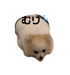 ポメラニアン フェイちゃん❤️（個別スタンプ：5）