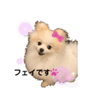 ポメラニアン フェイちゃん❤️（個別スタンプ：16）