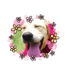 ぷりDog（個別スタンプ：3）