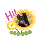 ぷりDog（個別スタンプ：4）
