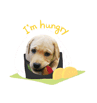 ぷりDog（個別スタンプ：7）