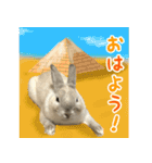 もふもふなうさぎ（もふうさ）（個別スタンプ：1）
