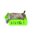 もふもふなうさぎ（もふうさ）（個別スタンプ：4）
