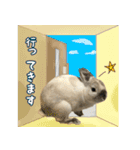 もふもふなうさぎ（もふうさ）（個別スタンプ：5）