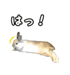 もふもふなうさぎ（もふうさ）（個別スタンプ：11）