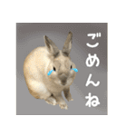 もふもふなうさぎ（もふうさ）（個別スタンプ：13）
