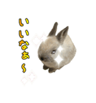 もふもふなうさぎ（もふうさ）（個別スタンプ：14）