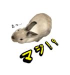 もふもふなうさぎ（もふうさ）（個別スタンプ：15）