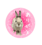 もふもふなうさぎ（もふうさ）（個別スタンプ：16）