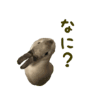 もふもふなうさぎ（もふうさ）（個別スタンプ：17）