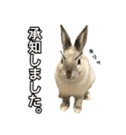 もふもふなうさぎ（もふうさ）（個別スタンプ：19）