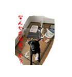 黒ラブむんちゃん2（個別スタンプ：8）