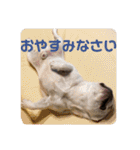 ブチコロスタンプ No.2（個別スタンプ：4）