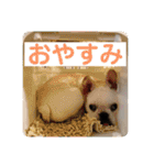 ブチコロスタンプ No.2（個別スタンプ：5）