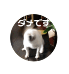 ブチコロスタンプ No.2（個別スタンプ：13）