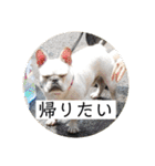 ブチコロスタンプ No.2（個別スタンプ：14）