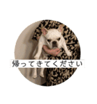 ブチコロスタンプ No.2（個別スタンプ：17）