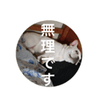 ブチコロスタンプ No.2（個別スタンプ：18）
