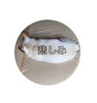 ブチコロスタンプ No.2（個別スタンプ：27）