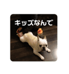 ブチコロスタンプ No.2（個別スタンプ：29）