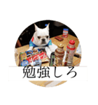 ブチコロスタンプ No.2（個別スタンプ：35）