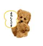 トイプードルのぽむさん2（個別スタンプ：1）