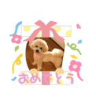 トイプードルのぽむさん2（個別スタンプ：4）