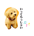 トイプードルのぽむさん2（個別スタンプ：15）