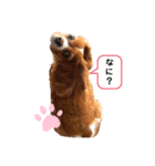 チャーリーとニコ（個別スタンプ：1）