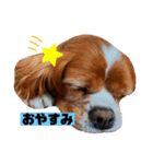 チャーリーとニコ（個別スタンプ：3）