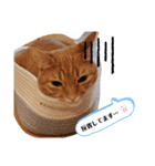CHAKEPON（個別スタンプ：1）