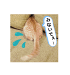 CHAKEPON（個別スタンプ：2）