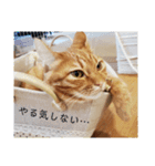 CHAKEPON（個別スタンプ：3）