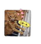 CHAKEPON（個別スタンプ：4）