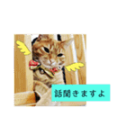 CHAKEPON（個別スタンプ：6）