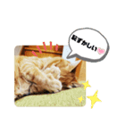 CHAKEPON（個別スタンプ：7）