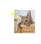 CHAKEPON（個別スタンプ：9）