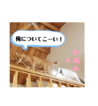 CHAKEPON（個別スタンプ：10）
