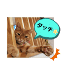 CHAKEPON（個別スタンプ：12）