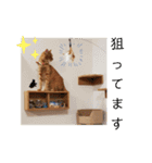 CHAKEPON（個別スタンプ：13）