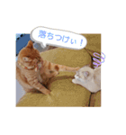 CHAKEPON（個別スタンプ：14）