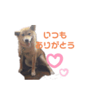 ブサカワ柴犬きなこスタンプ（個別スタンプ：1）