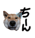 ブサカワ柴犬きなこスタンプ（個別スタンプ：2）