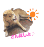 ブサカワ柴犬きなこスタンプ（個別スタンプ：5）