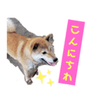 ブサカワ柴犬きなこスタンプ（個別スタンプ：7）