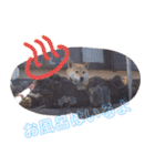 ブサカワ柴犬きなこスタンプ（個別スタンプ：10）