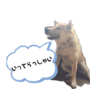 ブサカワ柴犬きなこスタンプ（個別スタンプ：11）