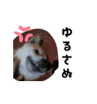 ブサカワ柴犬きなこスタンプ（個別スタンプ：12）