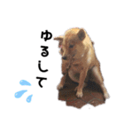 ブサカワ柴犬きなこスタンプ（個別スタンプ：14）